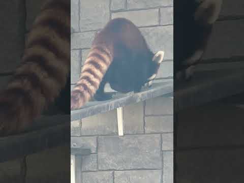 shorts ランマル、その匂いはニーコちゃんのカナ？　レッサーパンダ　浜松市動物園にて　2026年2月14日