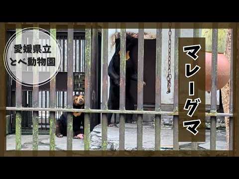 【愛媛県立とべ動物園】マレーグマ🐻