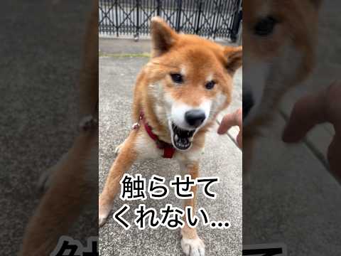 ’26.5.23 力丸の換毛期… 柴犬 shibainu 柴犬のいる暮らし 柴犬の日常 換毛期 カメラ目線 力丸 サムネイル