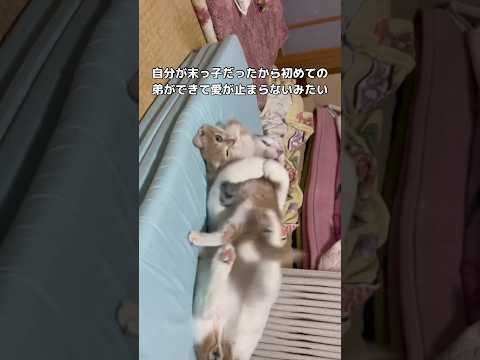 ずっと末っ子だった先住猫に保護した子猫と初のご対面をさせてみたら。思いのほか新入りを溺愛してた 保護猫 子猫 猫 sh…