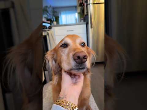 coming home to my golden retriever🥵goldenretreivers dog pup… サムネイル