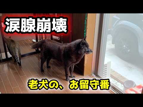 老犬になってきた甲斐犬のお留守番が切なすぎました。耳が遠くなったのか、何度も勘違いします