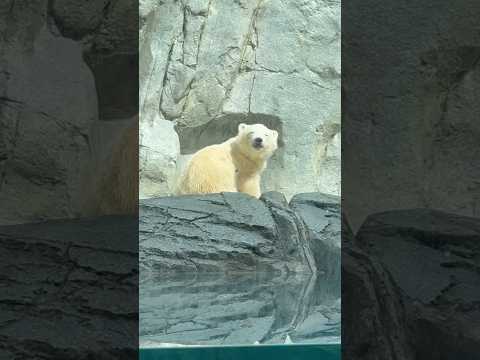 shorts モモ太くんから美味しい！頂きました☺️   ホッキョクグマの親子　男鹿水族館GAOにて　2026年5月2… サムネイル