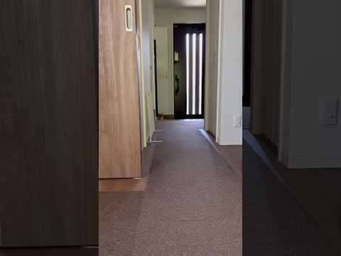 柴犬とん君、最近暑いので「階段」近くのヒンヤリ場所がお気に入り　柴犬　柴犬とん