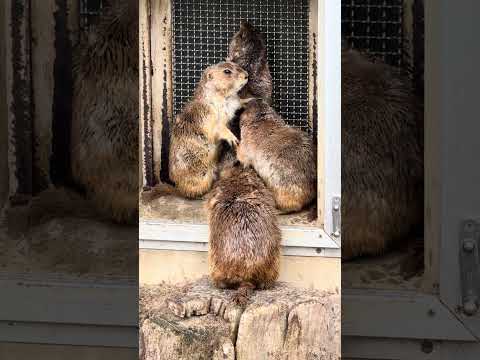 #shorts 集団でプレーリードッグ　大森山動物園　IMG 8919 サムネイル
