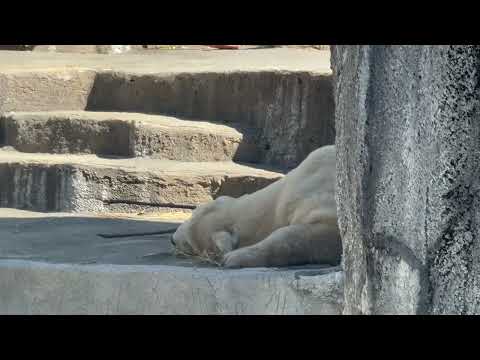 少し場所を移動しました。10:06 頃のバフィンさん　   ホッキョクグマ　浜松市動物園にて　2026年3月15日 サムネイル