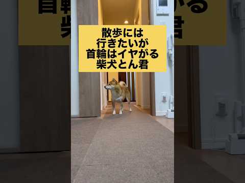 柴犬とん君は、いつか首輪が平気になるときは来るのでしょうか😆　柴犬　柴犬とん サムネイル