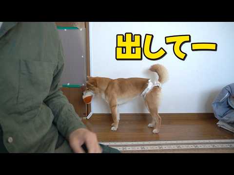 【どうした？】ご飯を前にしてもこの部屋から出たい！柴犬小夏　その訳は？　ASMR