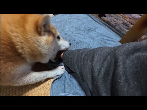 「お手などせぬ」と決して媚びぬモモさん サムネイル