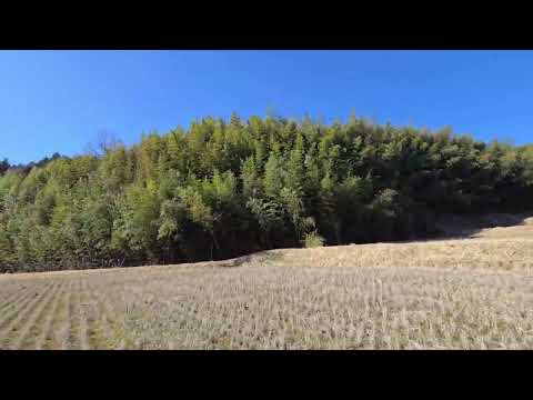 ゴールデンレトリバー同胎犬（一緒に産まれた）のシェルビー君とドッグショー明けの遊び　2026年3月16日 サムネイル