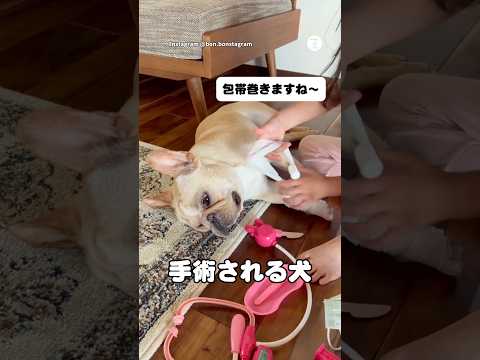 されるがままに手術される犬　　フレンチブルドッグ 犬　フレブル　面白い　犬のいる暮らし サムネイル