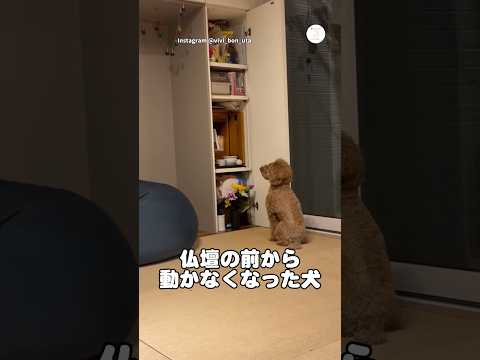 仏壇の前から動かなくなった犬…     犬　いぬ　トイプードル　かわいい犬 犬のいる暮らし サムネイル