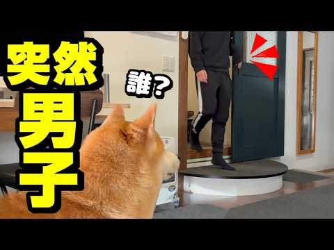 突然、兄じゃない男子が現れパパも柴犬姉妹も大混乱に… サムネイル