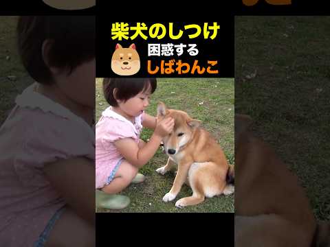 柴犬のしつけ しばわんこ shibainu 柴犬　しばいぬ サムネイル