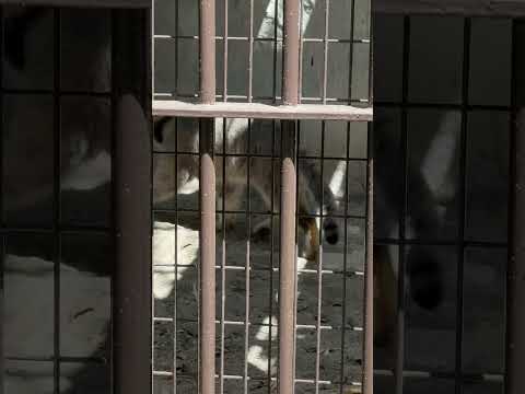 shorts フィーガくん こうして帰っても また出て来るんだヨネェ〜🤭　マヌルネコ　野毛山動物園にて　2025年12… サムネイル