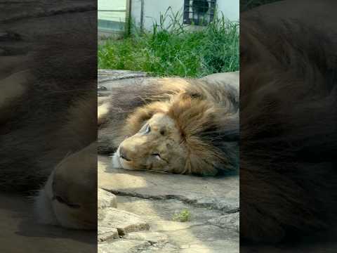 shorts アレンくんもトウヤくんも オネム🤭　ライオン　千葉市動物公園にて　2026年4月19日