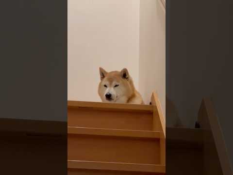 柴犬福 兄を出迎える時の柴犬🤣Bro and Shiba🤣兄と柴 shorts 柴犬 shibainu japanes… サムネイル