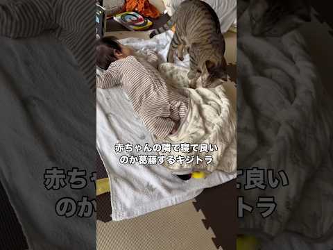 赤ちゃんの隣までは来るけど添い寝していいのか葛藤して中々寝付けない猫 猫 キジトラ 赤ちゃん shorts サムネイル