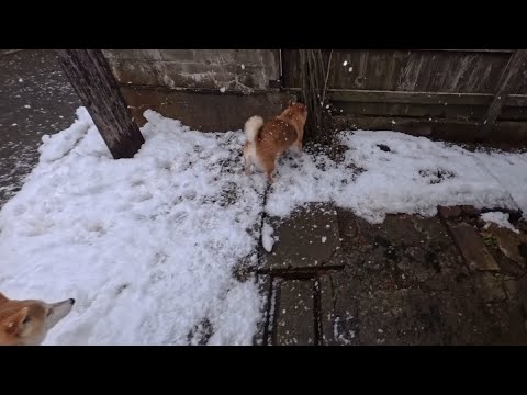 散歩から帰ったウラニワパトロールが異変を察知 サムネイル