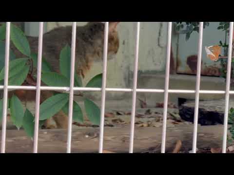 ハニーさまの隣の放飼場に登場したのはジャングルキャットさん？　東山動植物園にて　2025年12月13日 サムネイル