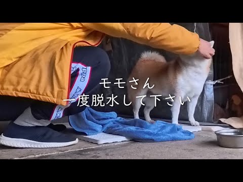 2026年1月7日(水) タオルの吸水力を上回る保水力抜群なモモさん。毛の奥までしっとりしてたので一度脱水していただく… サムネイル