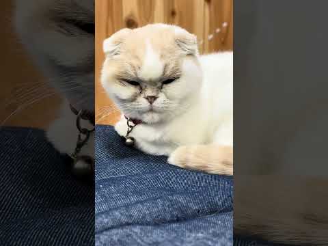 shorts タタンくん　那須どうぶつ王国　IMG 0013 サムネイル