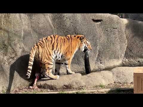 ソーンさんローラーさん大変💦お嬢さんが残したオニクにカラスが！アムールトラ　浜松市動物園にて　2026年2月14日 サムネイル