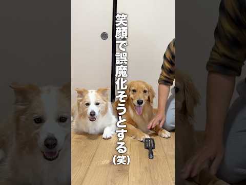 ニコニコ笑ったら周りが助けてくれると思っている犬...【ボーダーコリー・ゴールデンレトリバー】shorts