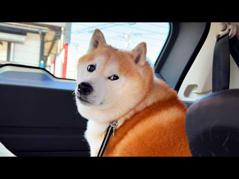 ドライブと思って油断してたら動物病院に到着し、衝撃のあまり看板を二度見する柴犬 サムネイル