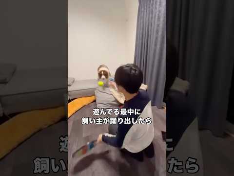 テニス中に不意に踊り出して愛犬を惑わせてみたらめちゃめちゃ引っかかった ボーダーコリー 大型犬 テニス ボーダーコリー… サムネイル
