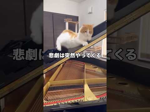 愛猫が愛してやまないグランドピアノにイタズラ防止のためフロントカバーを付けた結果 サイベリアン サイベリアンフォレスト… サムネイル