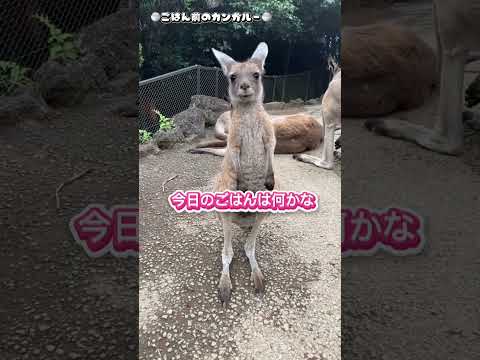 【心の声がダダ漏れなごはん前のカンガルー。】 サムネイル