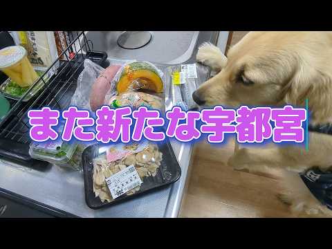 また新たな宇都宮生活が始まります。ゴールデンレトリバーティト サムネイル