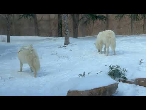 シンラさん真白ちゃん親子　ホッキョクオオカミ　那須どうぶつ王国にて　2026年1月30日 サムネイル