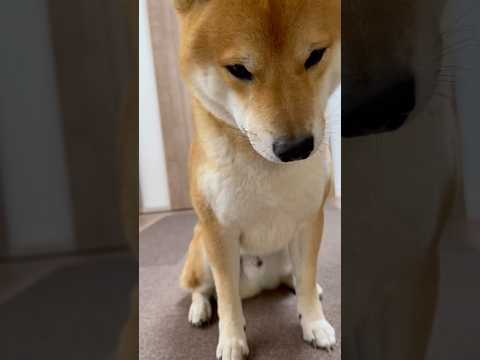 柴犬とん君は、ゲットできたかな？　柴犬　柴犬とん サムネイル