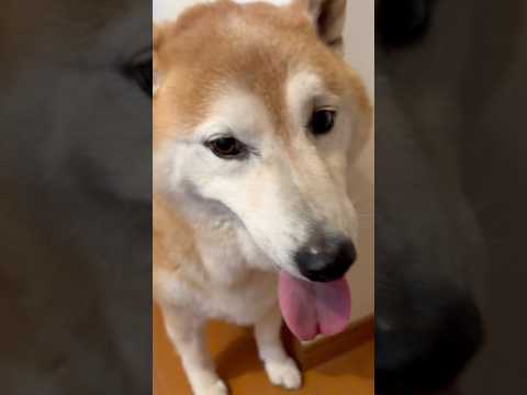 柴犬福 雷放尿してなかったことに感動する姉と柴犬🤣Sis and Shiba🤣姉と柴 shorts 柴犬 shibai… サムネイル