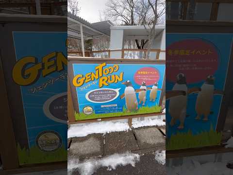 shorts 走れ！ジェンツーラン🐧　那須どうぶつ王国にて　2026年1月9日 サムネイル
