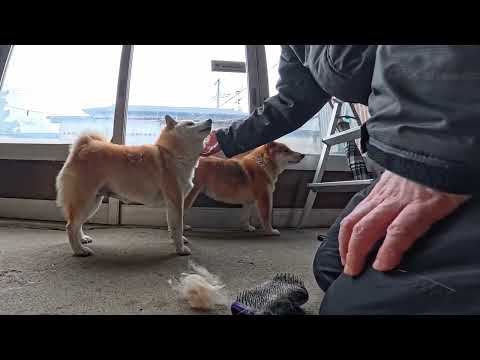 茶の間出禁の換毛期モモさんを毟ると巻き添えを食うのではと息を殺して居るココさん サムネイル