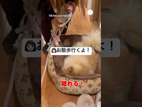 必死に隠れてるけど、丸見えの犬　ポメラニアン　犬　いぬ　面白い　犬のいる暮らし サムネイル