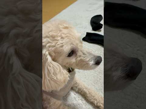 shorts 今日のタローちゃん　トイプードル　2026年2月4日