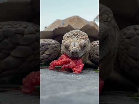 トマトを頬張るケヅメリクガメのチヨ　東武動物公園　ケヅメリクガメ　チヨ　動物　動物園 サムネイル