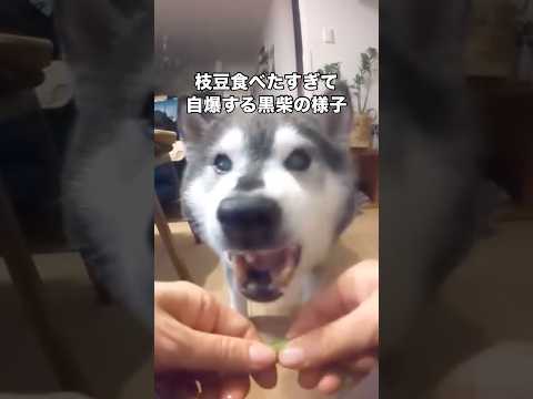 食い意地張りすぎて自らダメージを追う黒柴。母ちゃんの拳は岩でも鋼でもありません。 黒柴 柴犬 シニア犬 shorts サムネイル