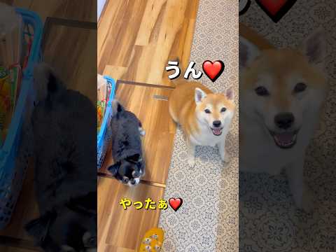 食欲が止められない🐶🐶‼️柴犬 チワワ shorts サムネイル