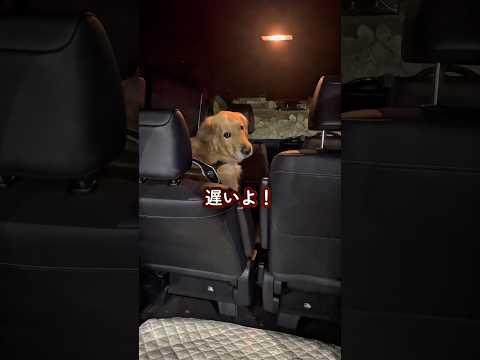 もう、完全に人なんよな ゴールデンレトリバー 大型犬のいる生活 goldenretreiver サムネイル