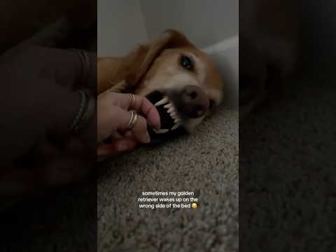 coming home to my golden retriever ♥️ goldendog dog puppy g… サムネイル