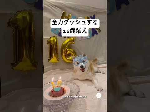 全力ダッシュする16歳柴犬　老犬　シニア犬　柴犬　犬 サムネイル