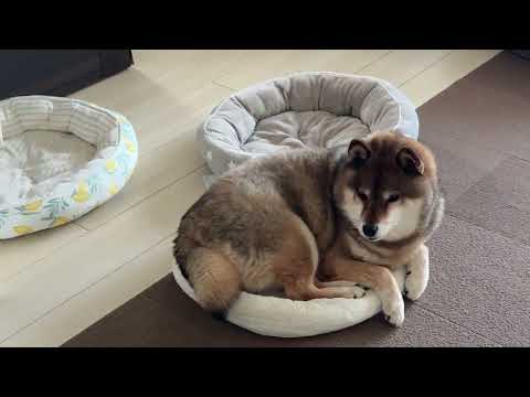 柴犬的！飼い主が格好良く見える瞬間？ サムネイル