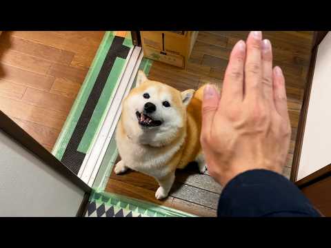 知り合いの猫ちゃんを触ってきた手で柴犬をなでなでしようとすると・・・ サムネイル