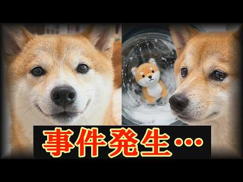 悲しすぎる・・・柴犬の宝物を洗濯したら、あまりのショックに悲しみに打ちひしがれてしまいました・・・