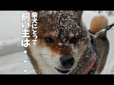 台風？大雪？柴犬がどんな日でも外で散歩している理由・・・ サムネイル